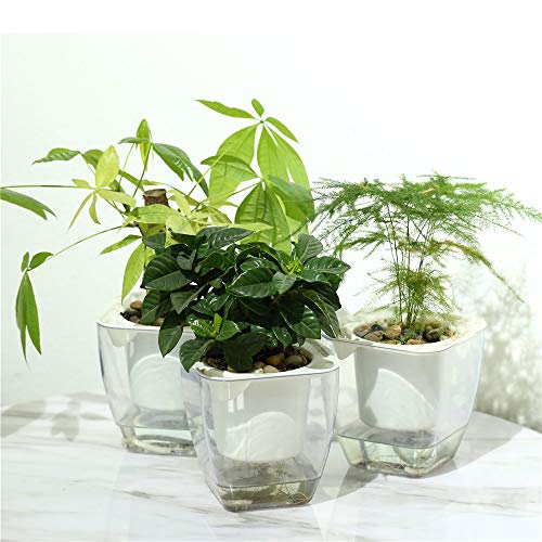 Self Watering Planter , FENGZHITAO African Violet Pots, Clear Plast...