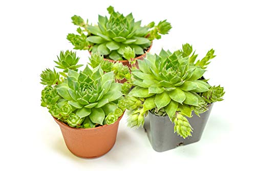 Sempervivum Succulents Plants Live Indoor Plants (3PK), Sempervivum...