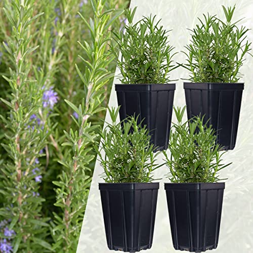 Set of 4 Rosemary Herb Plants Grown in Quart Pots - Container Plant...