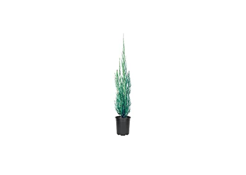 Skyrocket Juniper - 1 Live 4 Inch Pot - Juniperus Scopulorum - Form...