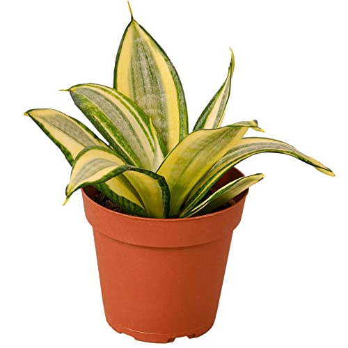 Snake Plant Gold Hahnii Live Plant for Indoor | Different Houseplan...