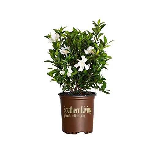 Southern Living Plant Collection Jubilation Gardenia, 2.5 Quart, Wh...