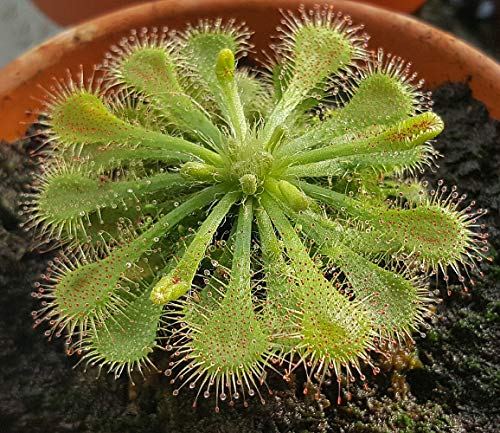 Spoonleaf Carnivorous Sundew Plant -Drosera spathulata-2  Pot-Colle...