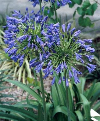 Stevie Wonder Blue Agapanthus- 3 Pots of Plants, 4 Inch Size....
