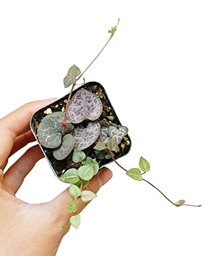 String of Heart Ceropegia woodii (Not Variegated) (2  Grower Pot) -...