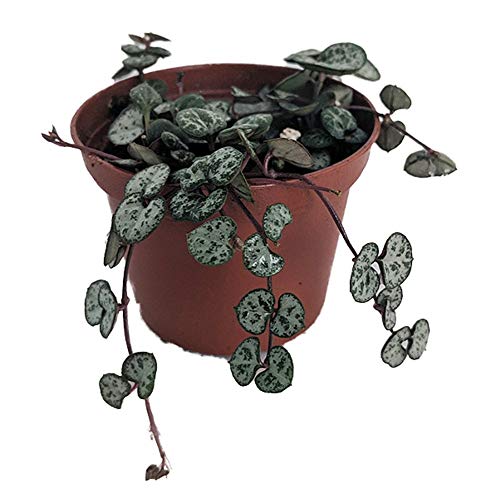 String of Hearts - Hearts Entangled -Ceropegia woodii-2.5  Pot-Coll...