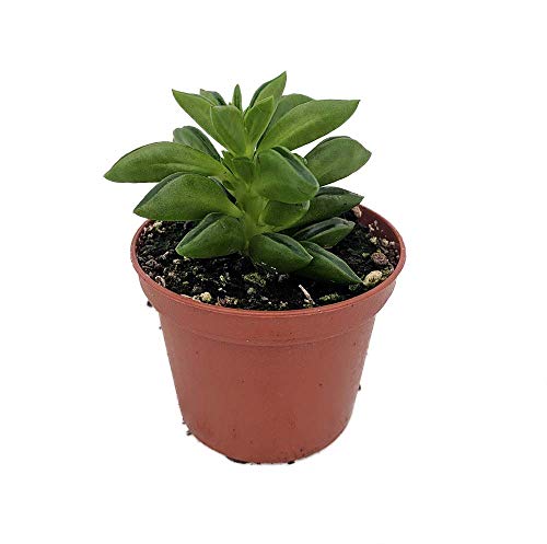 Taco Leaf Peperomia - Peperomia axilaris - Easy Succulent Houseplan...