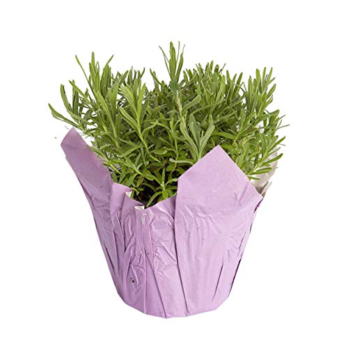The Three Company Live Aromatic 6  Lavender in Decorative Pot Cover...