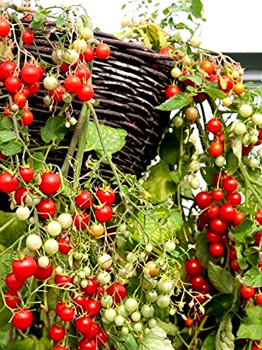 Tomato Cherry Maskotka Seeds for Planting Indoors and Outdoors Idea...