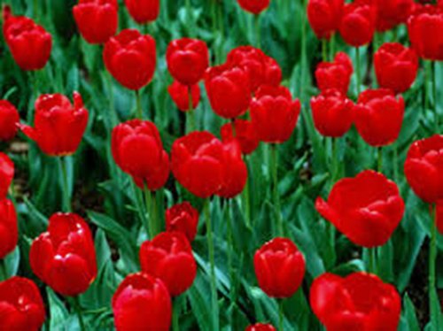 Tulip Bulb 20 Pack, RED Impression, Pure Bright RED Perennial Tulip...