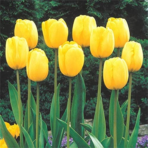 Tulip Bulbs Planting Pots to Grow Ornaments Garden Perennial-5 Bulb...