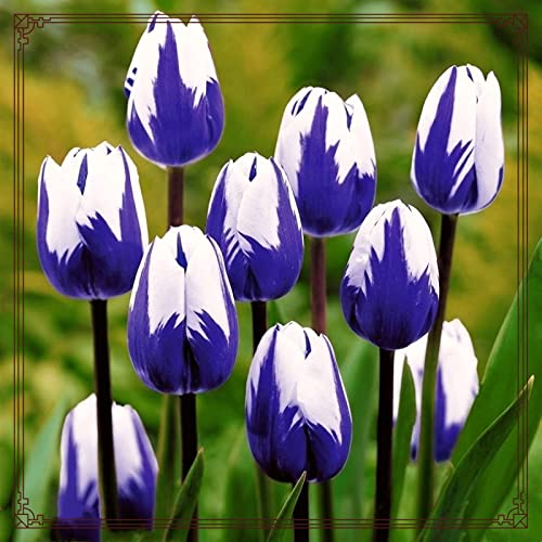 (Tulip)-Planting-pots to plant-10bulbs,b...