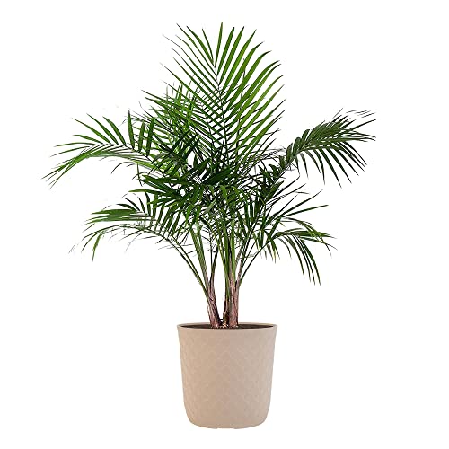 United Nursery Majesty Palm Live Plant, Outdoor and Indoor Live Pal...