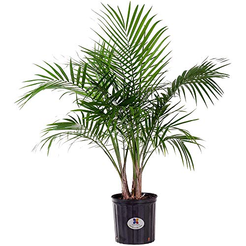 United Nursery Majesty Palm Live Plant, Outdoor and Indoor Live Pal...