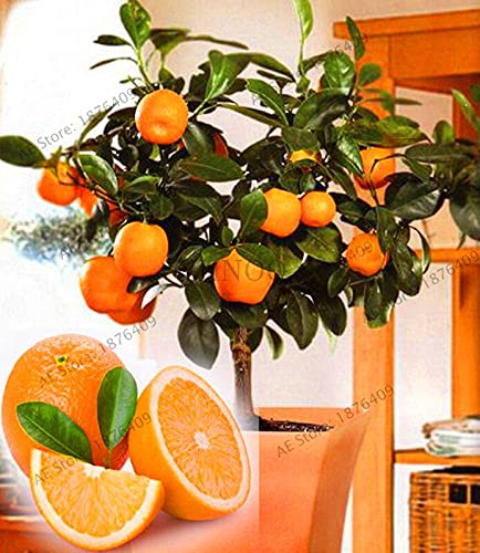 Unknown Fruit Seed Dwarf Standing Orange Tree Flores Indoor Plant i...