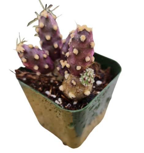 USKC Live Cactus Plants (2 Pot Potato Prickly Pear Cactus Opuntia f...