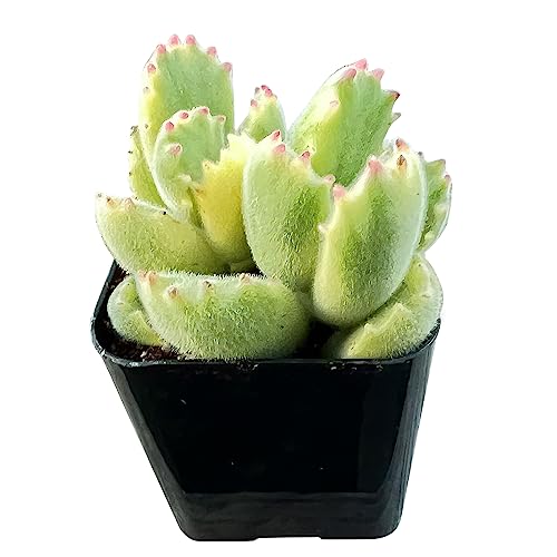 Variegated Bear’s Paws | Cotyledon Tomentosa Variegated in 2  Sta...