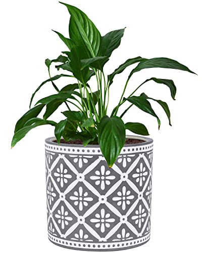 vensovo 6 Inch Cement Pots for Plants - Modern Decorative Flower Em...