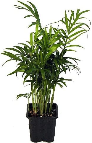 Victorian Parlor Palm - Chamaedorea - 4  Pot - Live Plant...