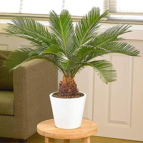 Votaniki American Palm Plant Air Purifier - Sago Palm Tree Live Pla...