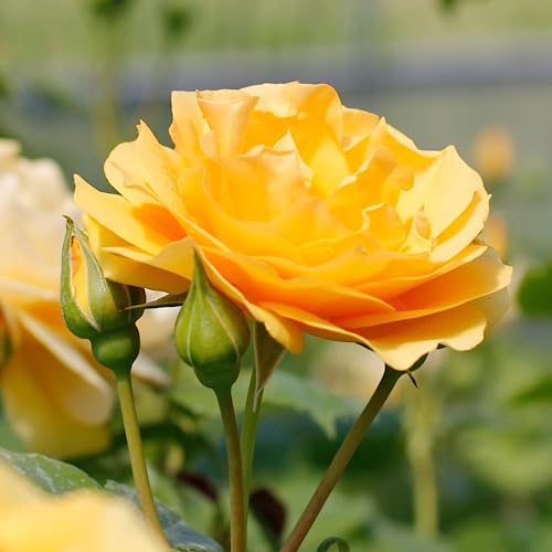 Yellow Rose Bushes Ready to Plant Outdoors, Fragrant Rose Flowers S...