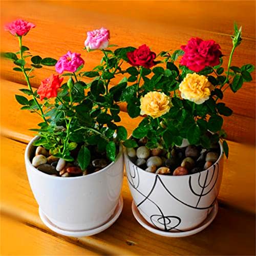 zcbang Beautiful Mini Rose Seeds 100Pcs Mixed Color Rose Flower...