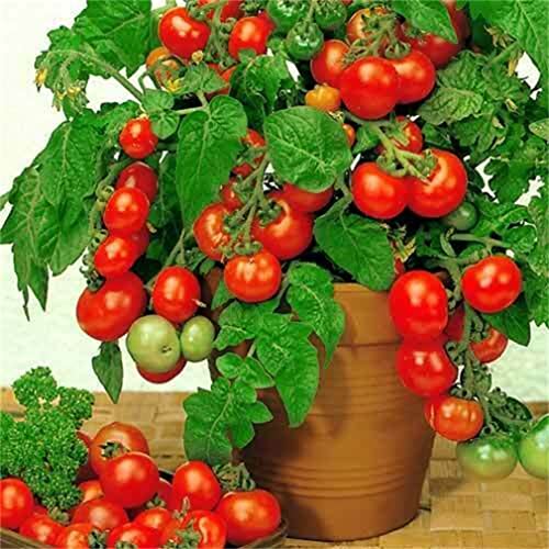 zellajake Rare Flower Seeds 50+ Seeds Indoor Tomato Dwarf Red Year-...